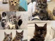 Maine Coon Kitten - München