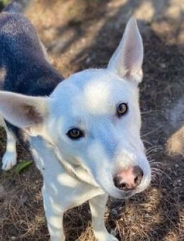 Hundejunge SVEN wurde ausgesetzt - Gefrees