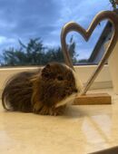 Meerschweinchen in 63633
