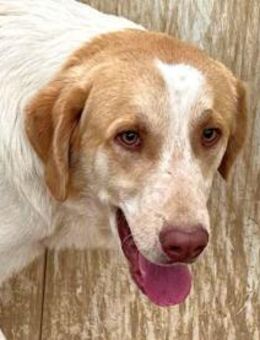 VALERIANO - zuckersüßer Schatz - Regensburg