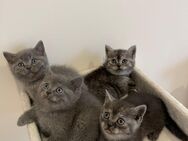 Reinrassige BKH Kitten - Dillenburg