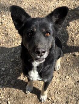 MARION, Schäferhund-Mix sucht Zuhause - Nörten-Hardenberg