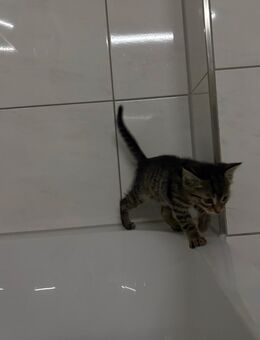 Europäisch Kurzhaar babykatze zu verkaufen - Bad Schönborn