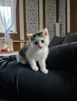 Süßer Norwegischer Waldkatzen Mix Kater - Mittelneufnach