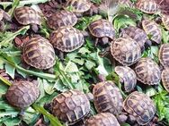 Griechische Landschildkröten (THB) - Nachzuchten 2023 - Linsengericht
