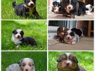 Mini Australian Shepherd Welpen - Nieheim