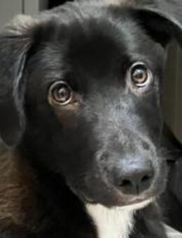 Kleiner Herzensbrecher Picu - München