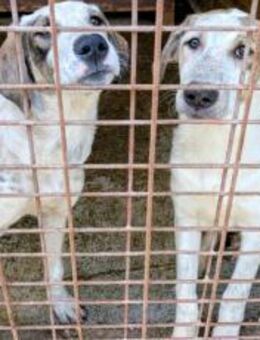 Millie Maus - München