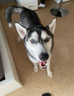 10 Monate alten Husky zu verkaufen - Rathenow