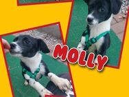 Süße Molly wartet in Nürnberg! - Nürnberg