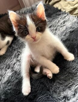 Kleiner Kuschel Kater sucht neue Familie - Beilrode