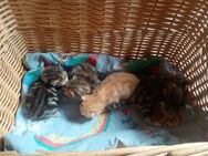 Norwegische Waldkatzen Kitten abzugeben! - Frauenstein Zentrum