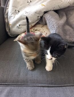 Baby Katzen. - Wipperfürth (Hansestadt)