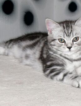 BKH Whiskas Baby Kater reinrassig, verspielt & verschmust, gestreift - Kaiserslautern