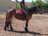 Nettes Freizeitpferd/Kinderreitpferd - Buttstädt