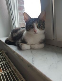 Katzenmama & Kätzchen (weiblich) suchen gemeinsam neues Zuhause ❤️ - Bakum
