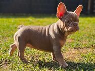 Französische Bulldogge Welpe Hündin mit Ahnentafel - Aken (Elbe)