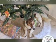 Prommi: ein kluger, gut erzogener Hund - Kirchzell