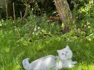 Bkh kitten - Fürth