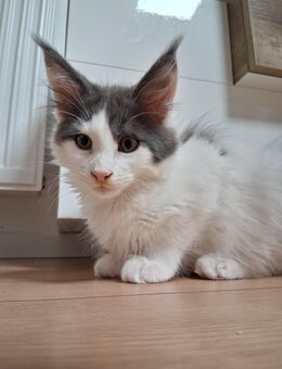 Noch ein Maine Coon Kitten ist auf der suche nach einer Familie ♡ - Hamburg