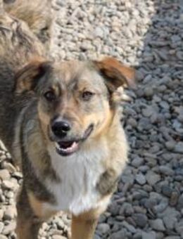 Zauberhafter Groot sucht eine PS - Celle