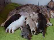 Chihuahua Liebhaber aufgepasst - Möser