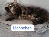 MainCoon Kitten - Hamburg Harburg