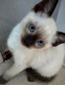 Reinrassige Siam Kitten - Könnern