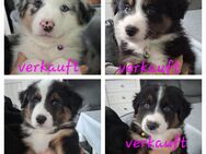 Australian shepherd Welpen - Marl (Nordrhein-Westfalen)