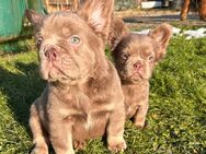 2 wunderschöne Französische Bulldoggen in Issbella-Tan Fluffy Langhaar - Mehren (Landkreis Altenkirchen (Westerwald))