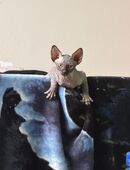 Sphynx Kitten mit Tasthaaren in 88239
