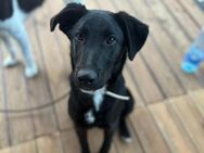 Freundlicher Spike sucht Zuhause ab Juli - Berlin