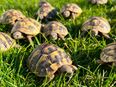 Schildkröte Landschildkröte Thb Thh Tgi in 86415