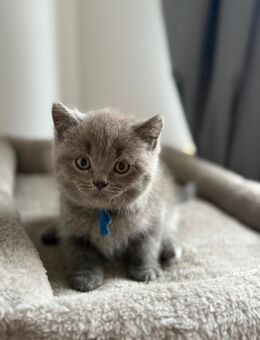 BKH kitten britische Kurzhaar Katzen - Blomberg (Nordrhein-Westfalen)