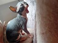 2 Sphynx Jungkatzen (männlich und weiblich) suchen ein neues Zuhause - Berlin Marzahn-Hellersdorf