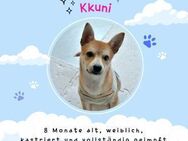 Kkuni sucht ein Zuhause oder eine PS ♥ - Ebstorf (Klosterflecken)