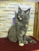 Reinrassige Maine coon Mädchen in 41812