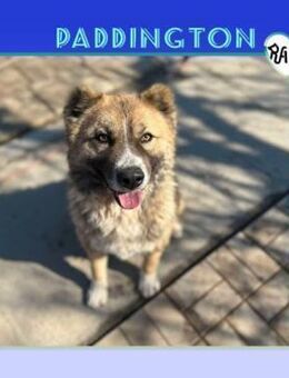 🤎 PADDINGTON 🤎 - DER KUSCHELBÄR! - Alfeld (Leine)