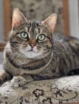 ONI - geb. ca. 05/2020 - Eibenstock