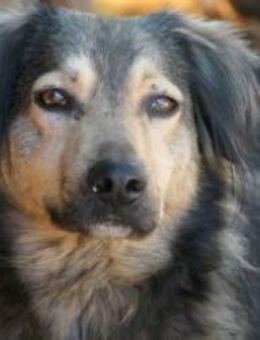 schöner, schüchterner Zoran - Kallmünz