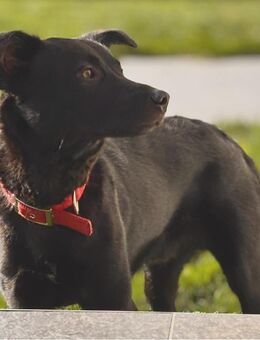 Feivel sucht seinen sicheren Hafen - Neuburg (Donau)