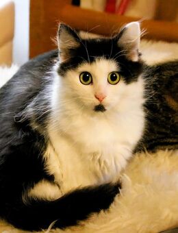 Süße Kätzchen (BKH / EKH Mix) in 14 Tagen abzugeben - Köln