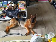 Dt. Schäferhund Edda - Krefeld