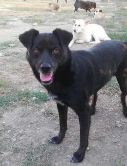 Akino sucht seine Pflegefamilie - Celle