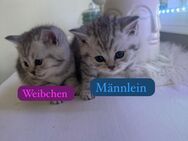 Unsere wundervollen kitten - Berlin