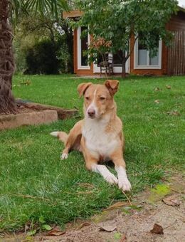 Cherry, freundliche Hündin - Lindenberg (Rheinland-Pfalz)