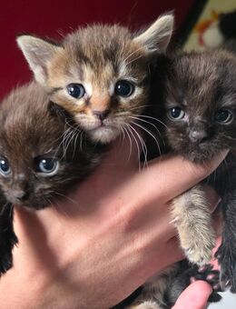 Nebelung Mix Kitten abzugeben - Gelsenkirchen