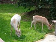 Welche Sie möchte auch nicht mehr alleine durchs Leben gehen - Wuppertal