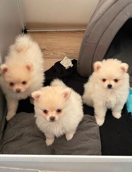 Toy-Pomeranian Welpen - Düsseldorf