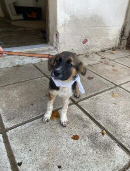 Anton - aktiv, verspielt und neugierig - Heppenheim (Bergstraße)